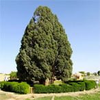 Abarkooh Old Cypress