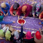 iran saffron field