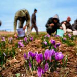 iran-saffron-tour-package
