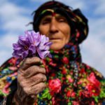 iranian-saffron-farm-tour