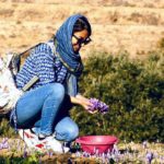 iranian-saffron-tour