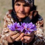 iranian saffron tour package