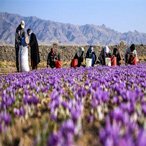 Iran saffron field
