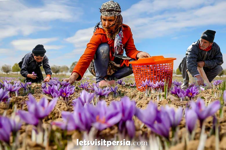 saffron tour by letsvisitpersia
