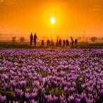 Iran saffron farm tour package