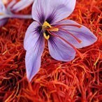 Iran Saffron farm tour