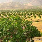 Estahban Fig forest