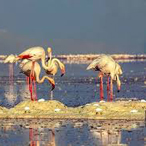 Shiraz Pink Lake Tour