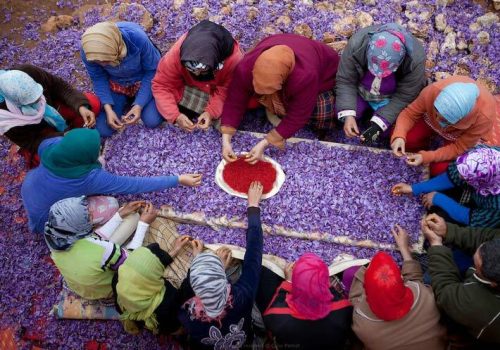 iran saffron field