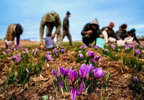 iran-saffron-tour-package